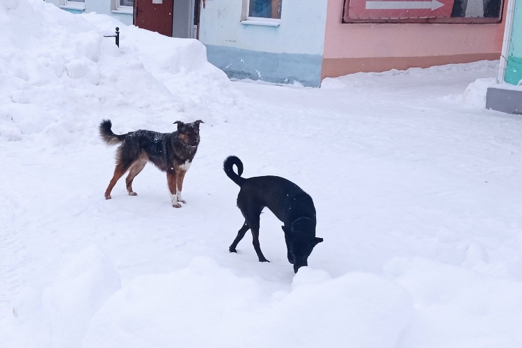 За год в Вольске решено отловить 5 бродячих собак